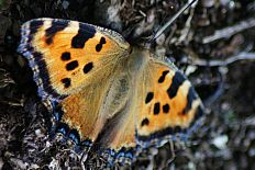 Colotis coeneos - Großer Fuchs (Ähnlicher Perlmuttfalter)